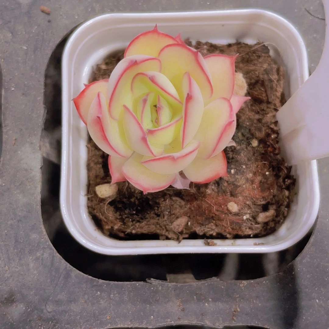 帕拉梅拉w075一物一拍多肉
