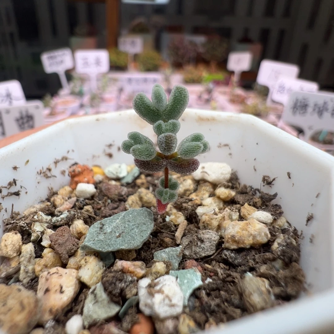 尺寸小，916实生莱斯，拍下不退不换