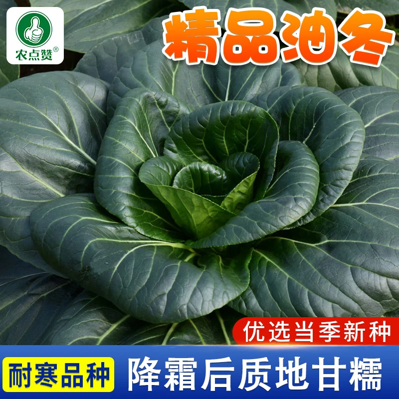 秋冬精品油冬菜种籽青梗菜种家庭阳台盆栽蔬菜种子大全