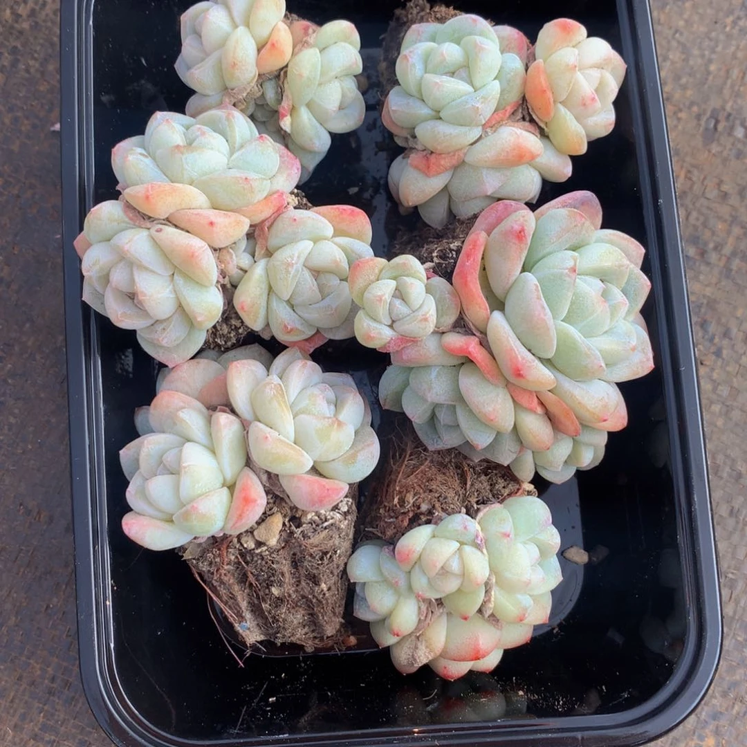 精控冰玉组合一物一拍