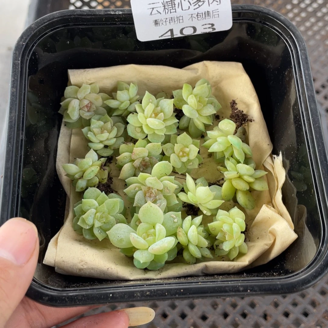 C****l云糖心多肉植物403