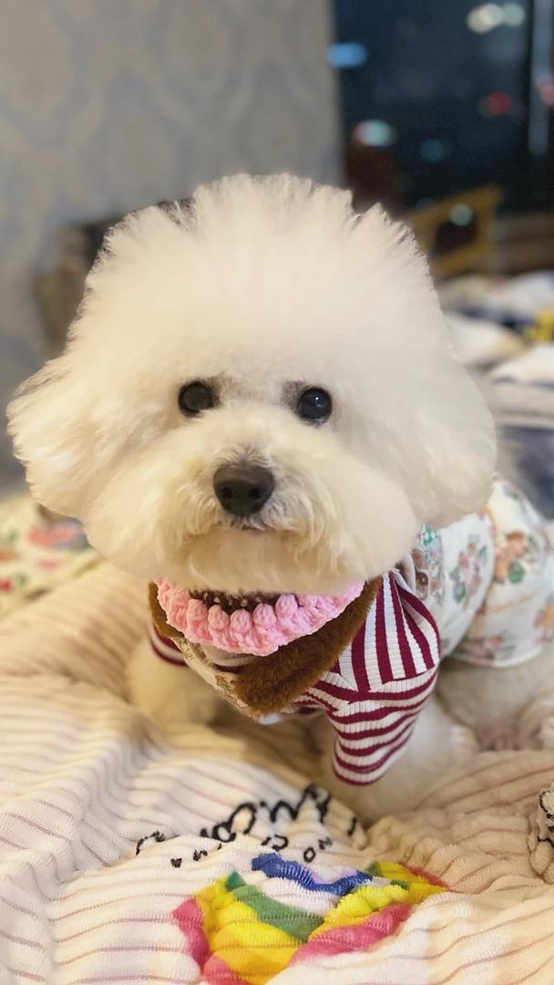 经典款鸭肉梨全价犬粮（来福其他产品在链接）