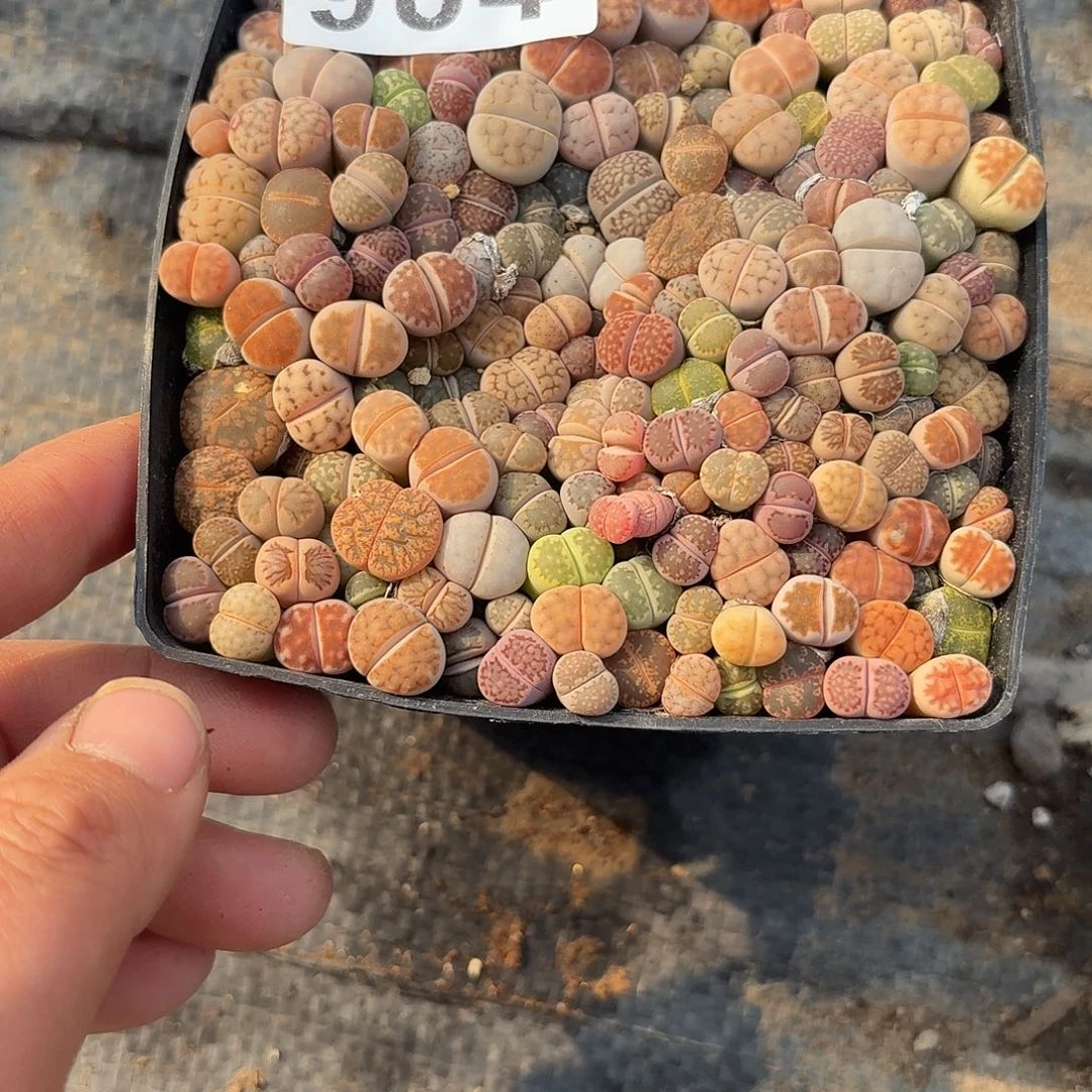 L***3生石花一物一拍984