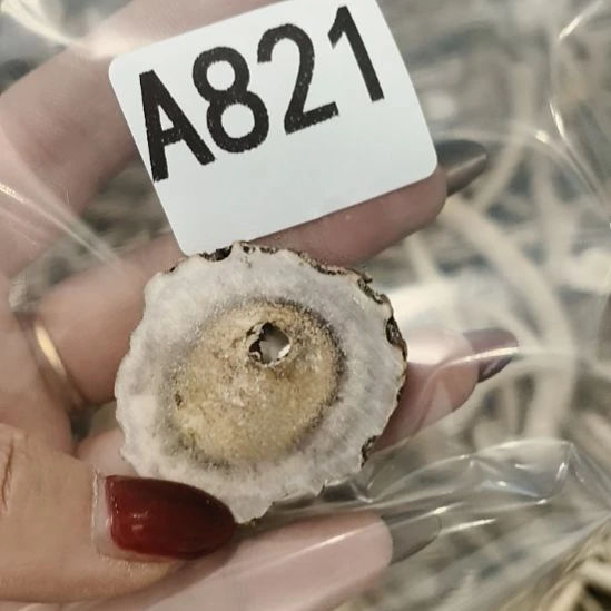 <***>鹿角鹿角鹿角鹿角鹿角