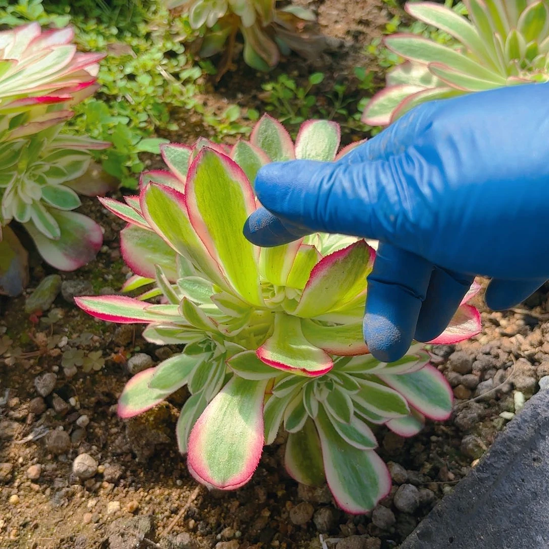 荔枝多肉植物手捧