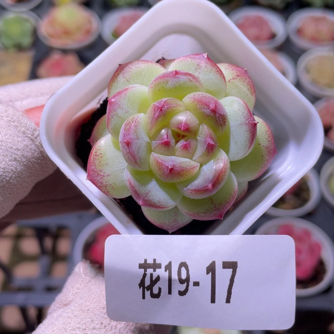 花利美19-17福利珍妮
