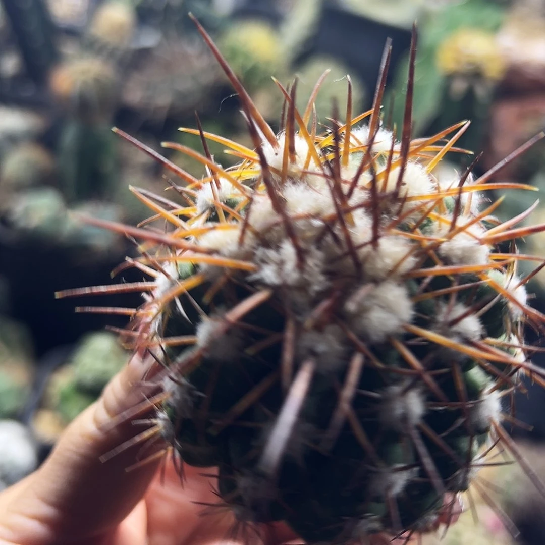 舞龙丸有根仙人球111111111