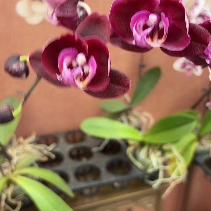 小***生完全开放0769蝴蝶兰实生