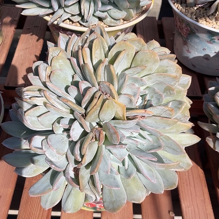 雪特多肉植物群生