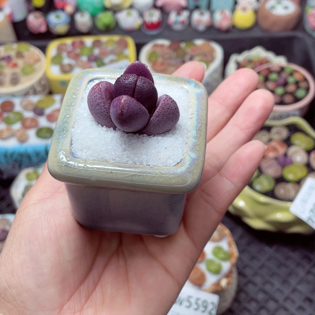 w5629 带盆土发货-零下地区拍保温箱