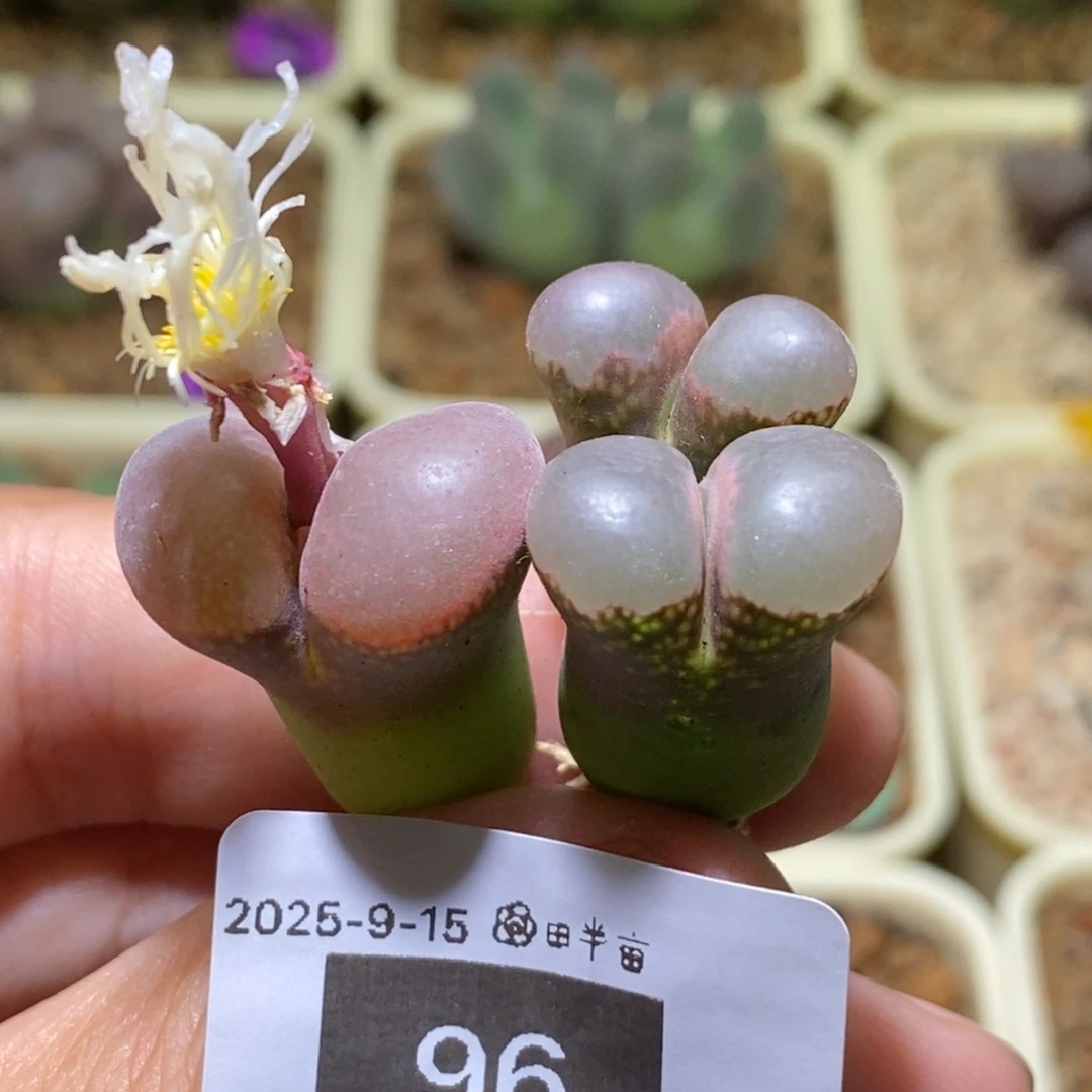 小***～96号好看好看黑豆和c10