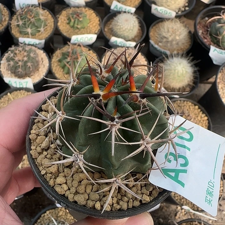 狂风 实生仙人球310