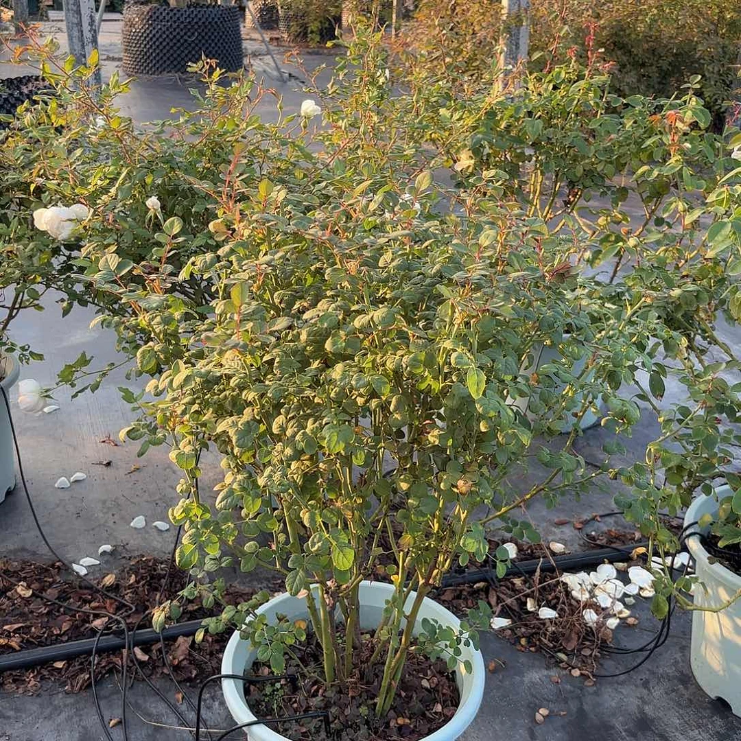 瑞典女王6加仑扦插