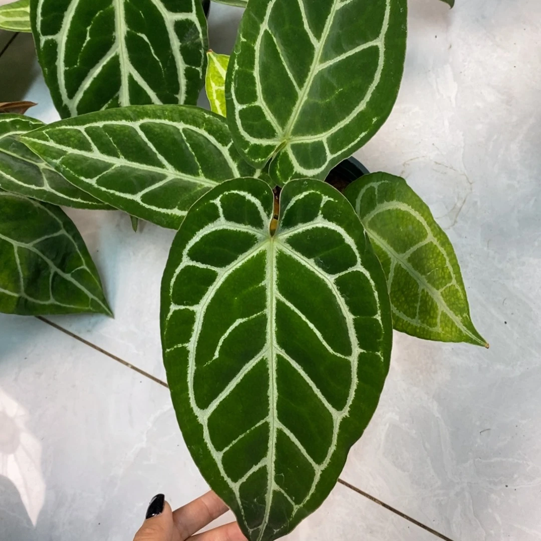不开花植物水晶杂（2颗包邮无售后）
