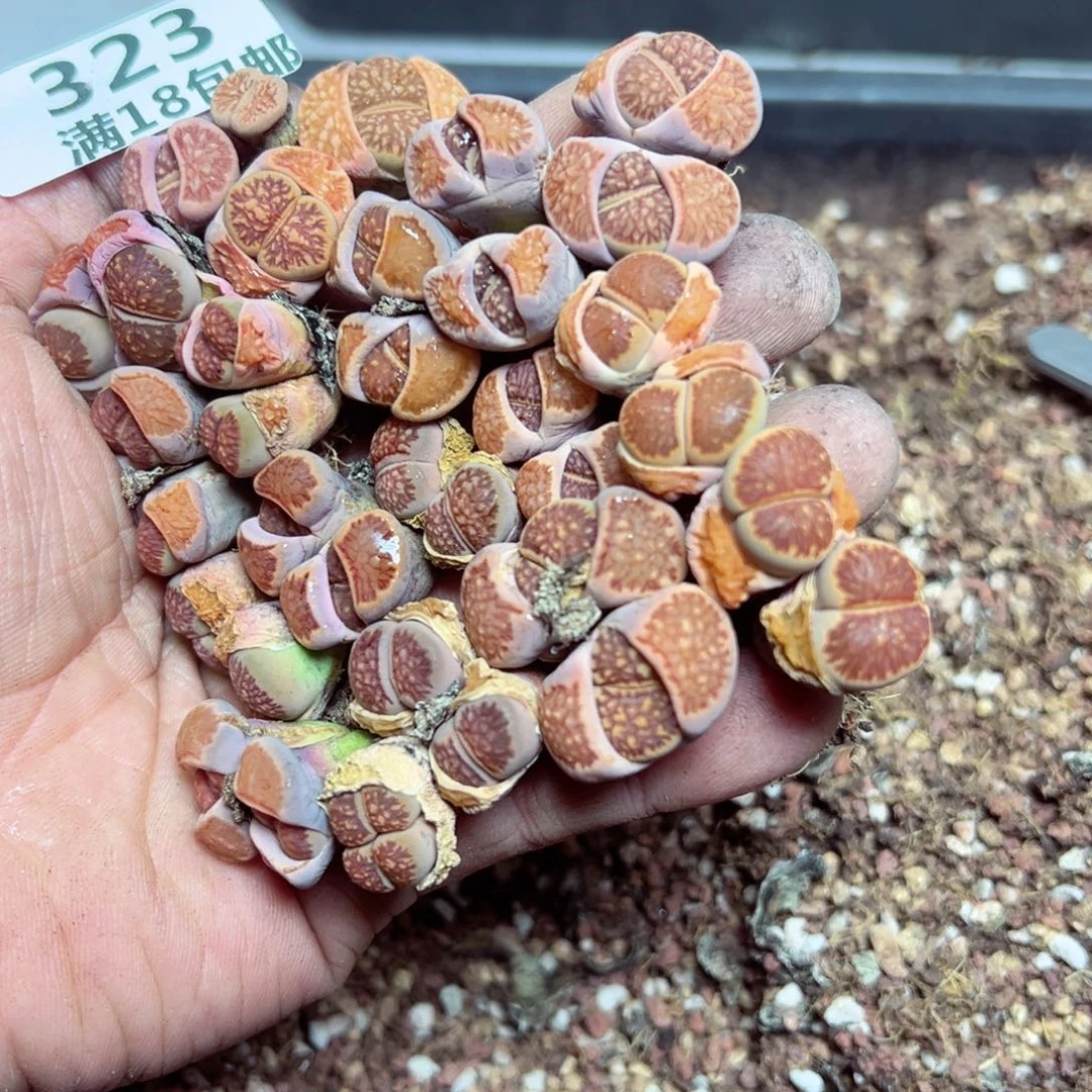 【闪购商品】 323。