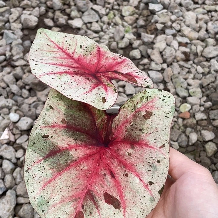 无花朵达摩养定盆栽