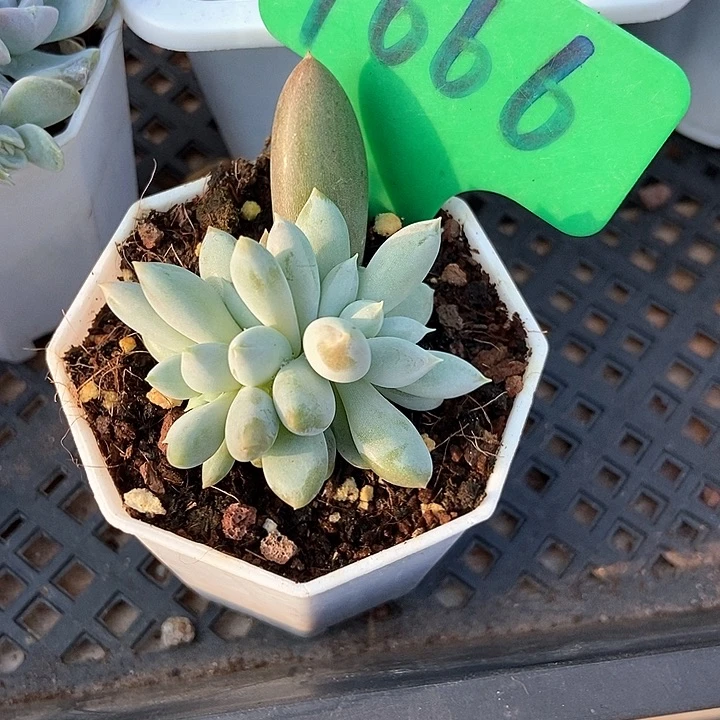 悠***光多肉植物哥特萝莉1666多肉