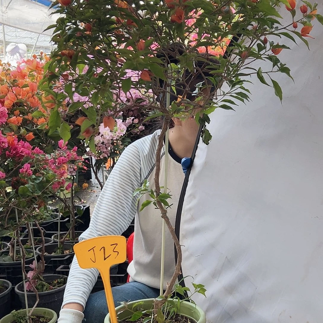 ⊱***ᐝ大部分花苞少量开放J23橙桑巴