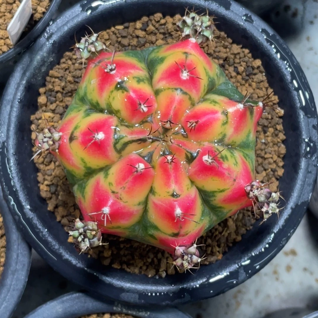 当前无花朵，栽培后可花朵粉红虎斑胖米哈