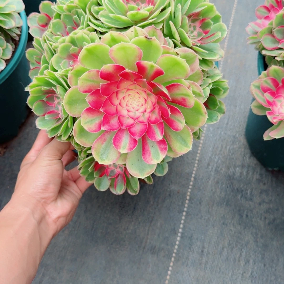 无花朵xjdjdjdndnndndnd