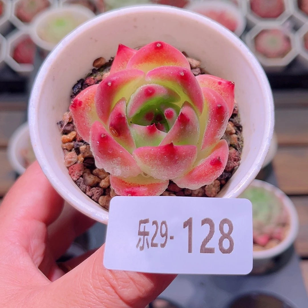 乐然29-128 普罗拉