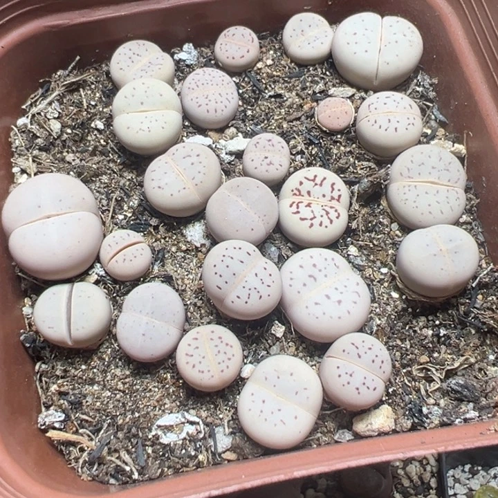 【闪购商品】 689。