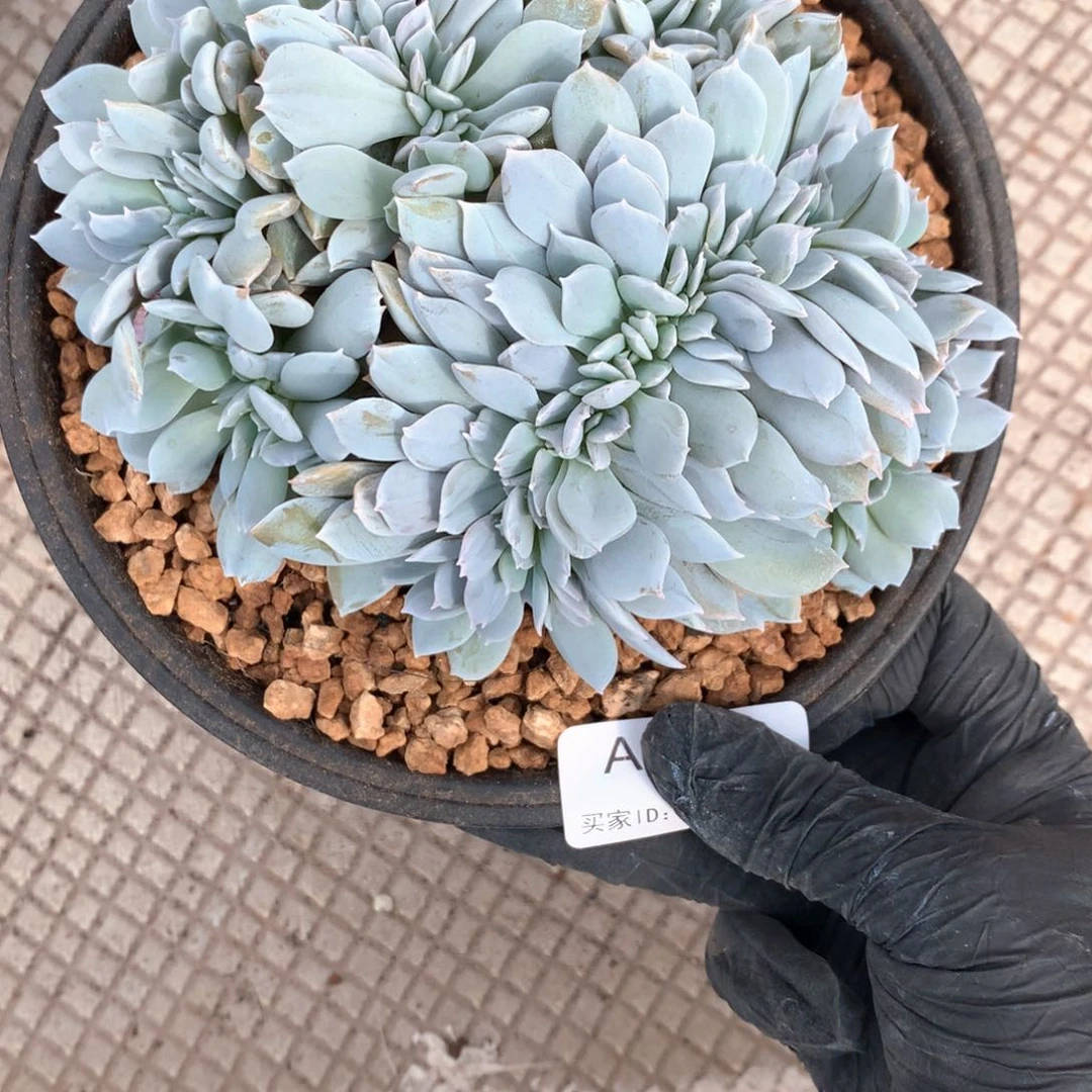 乔***衣A042 售后服务：签收起7天内