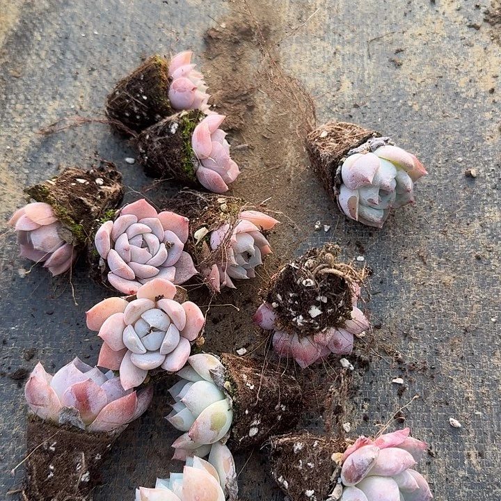 26-29白拉糖梦露雪兔梦露个五颗量拍左四