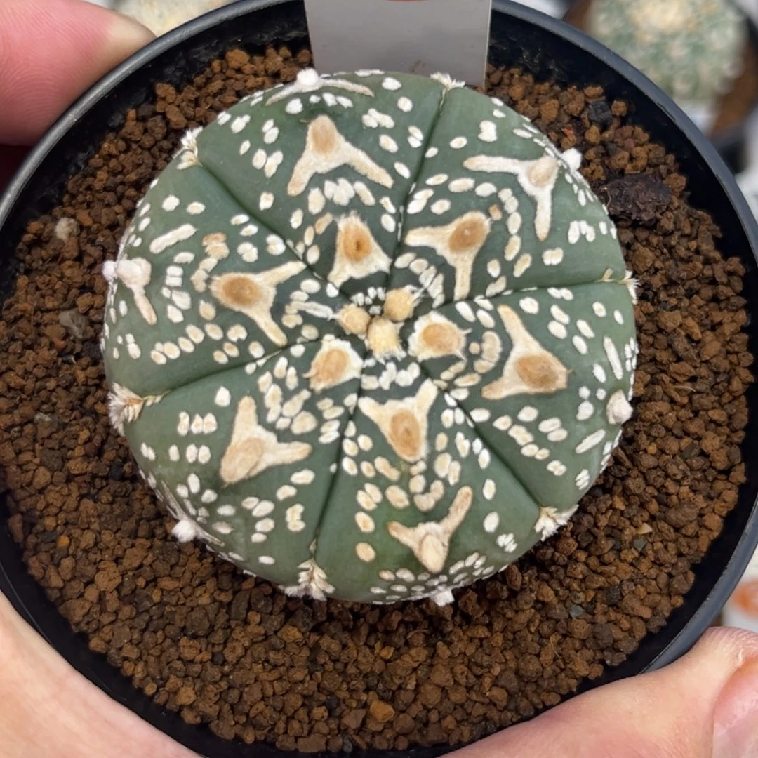 44实生V字兜带盆带土