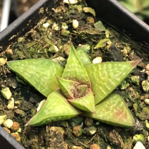 稀有原始硬叶带盆发货哈哈