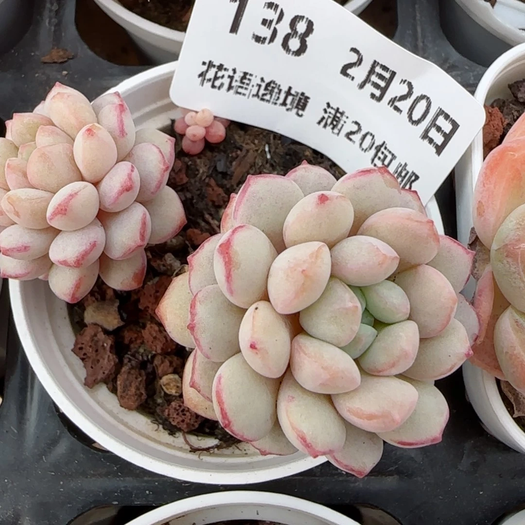 花语逸境0220-138