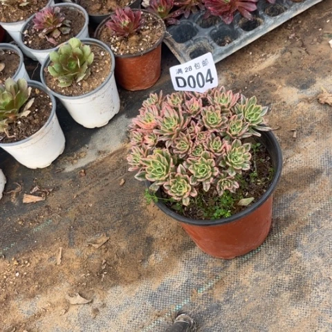 随**安004甜茶不包断枝