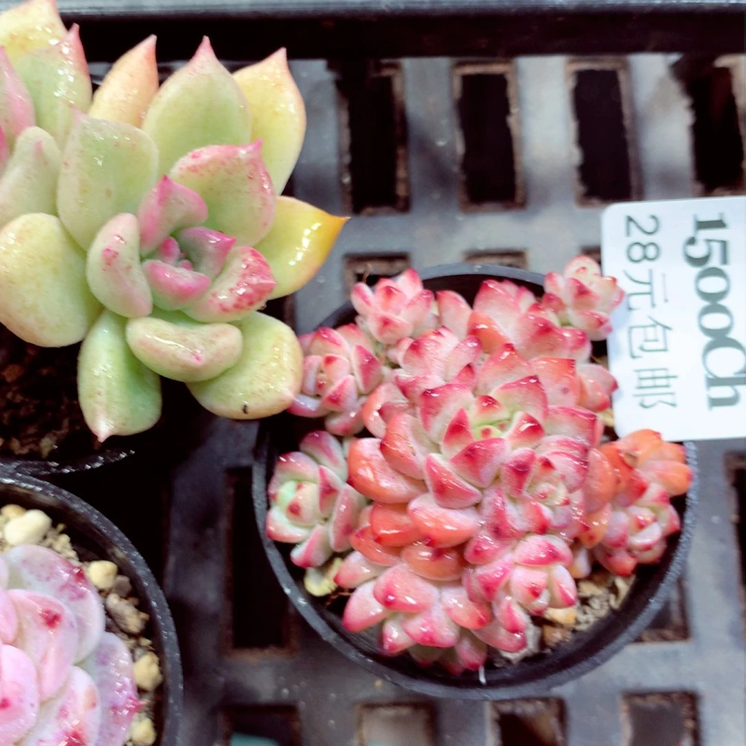 5厘米盆精控多肉1500