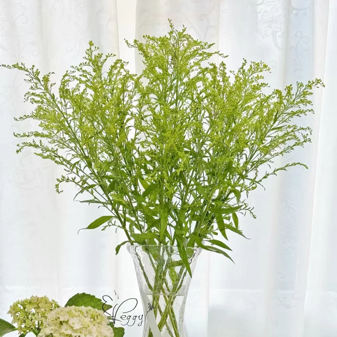 【黄莺】黄莺 不做别人眼中的配角  | 全场鲜花任意满2单及以上包邮