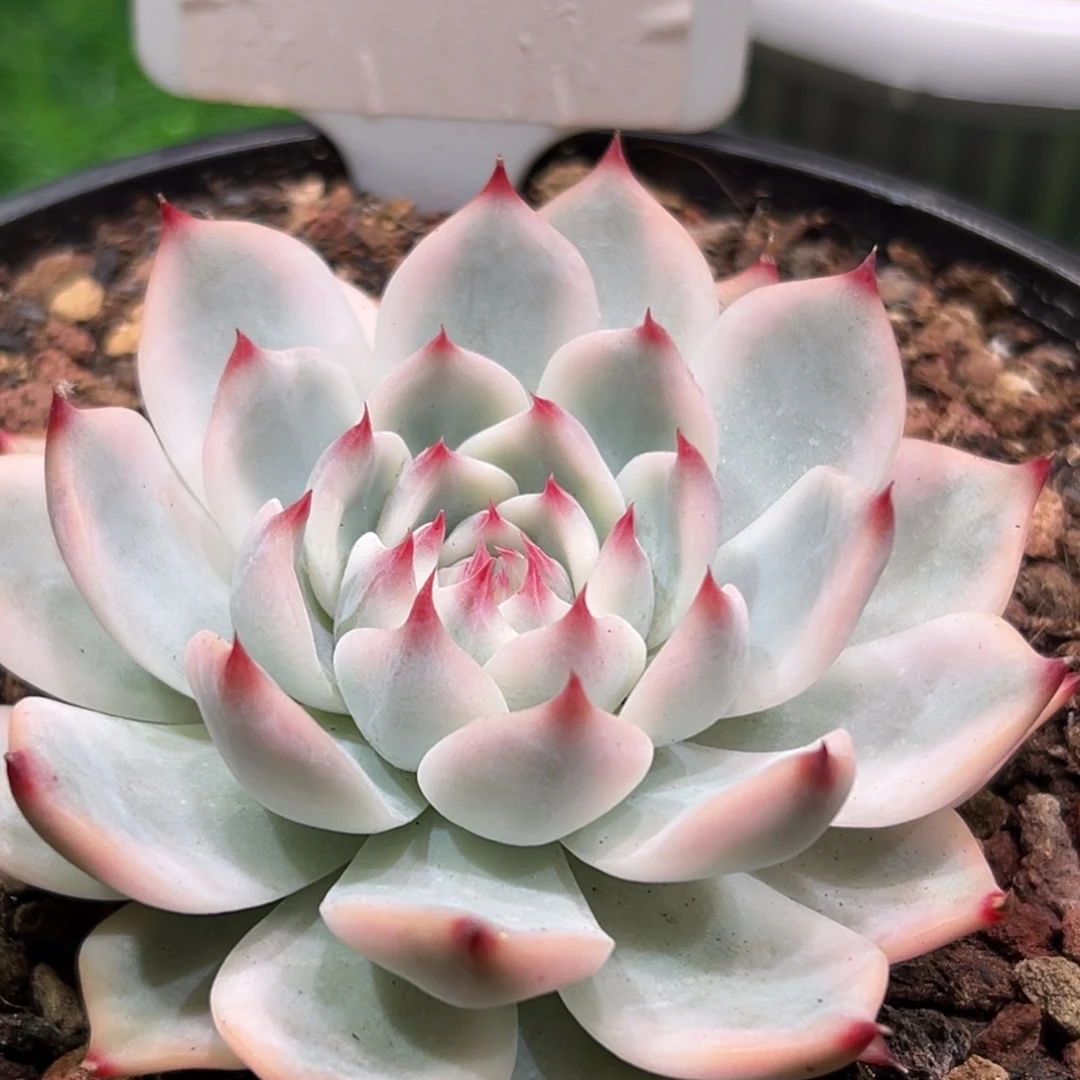 吉娃娃锦，一物一拍。