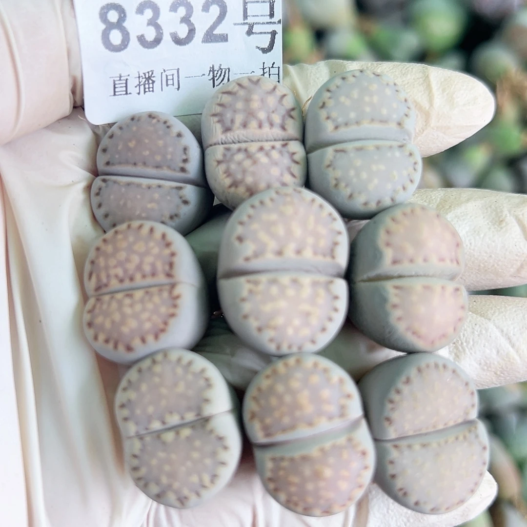 8332四年饼干9个2cm左右哦哦哦