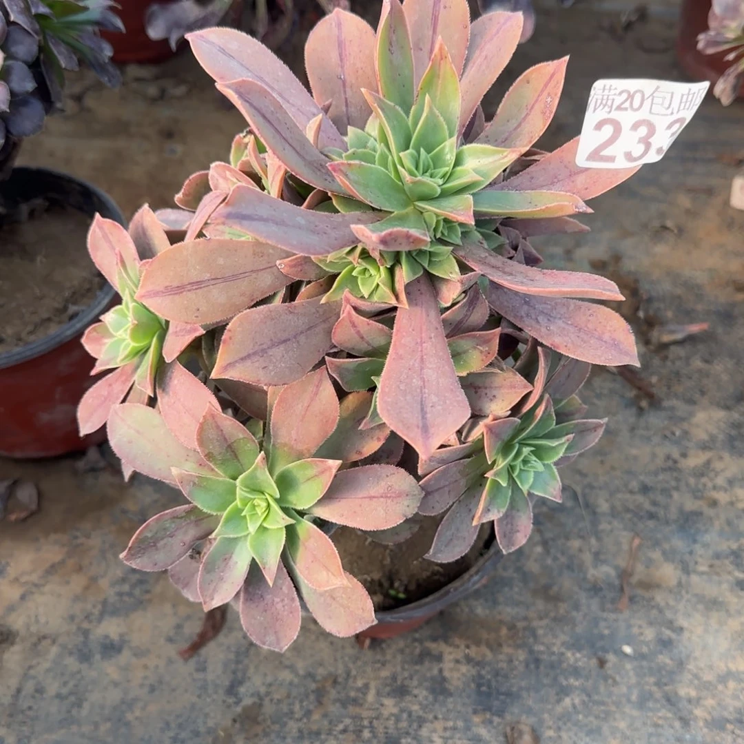 红叶233满20包邮断枝不包