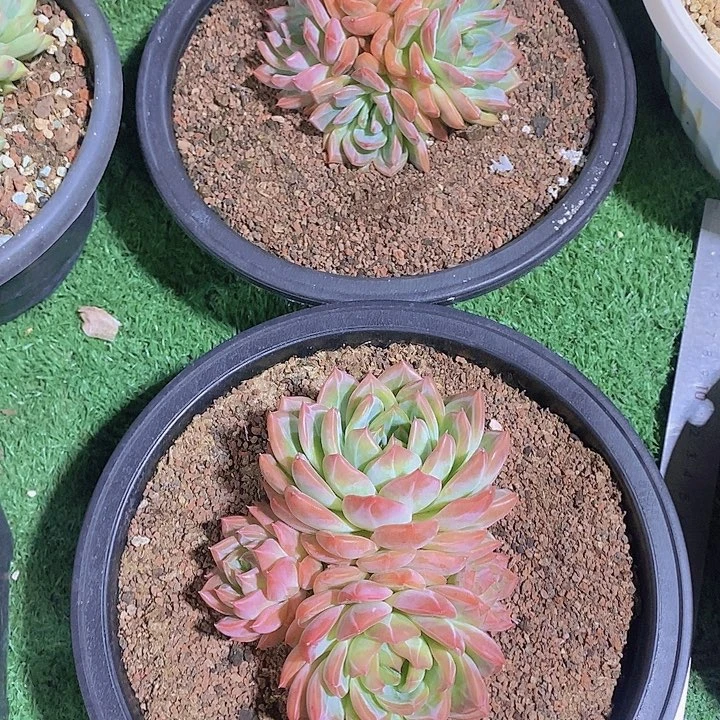 ※***※红莺多肉植物老桩