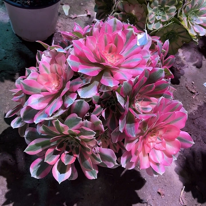 多肉植物女巫0004