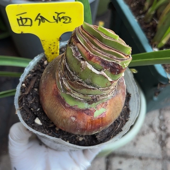 无花朵朱顶红西瓜酒7.8厘米