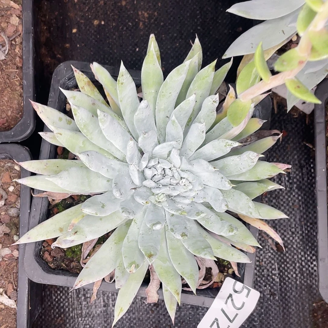 雪怒双头20公分量拍5272