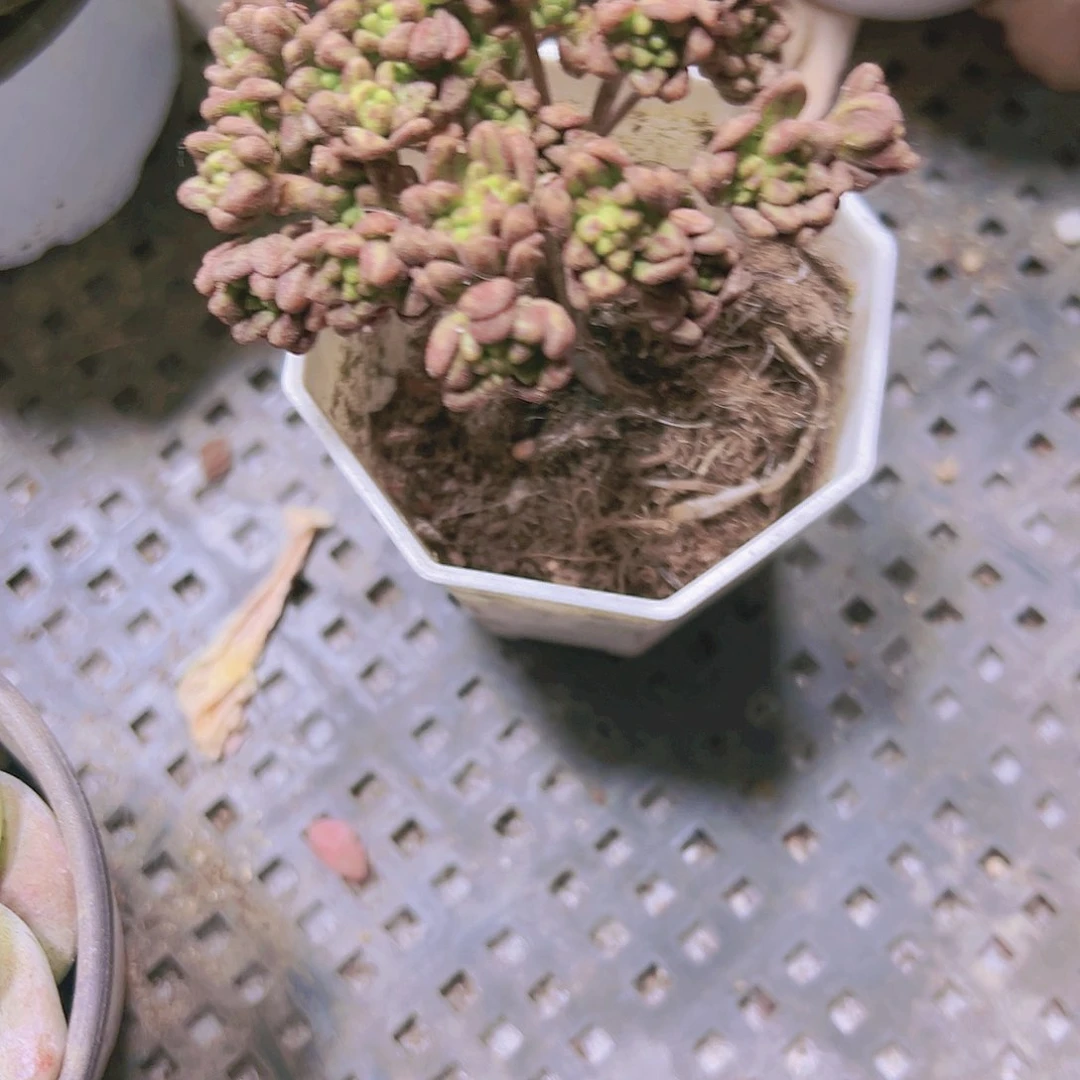 y**昀小人际碧桃边上多肉拓土哦