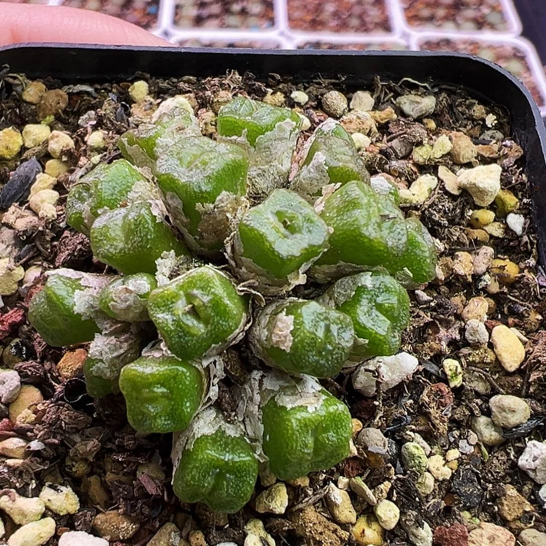 40号方糖福利特……..