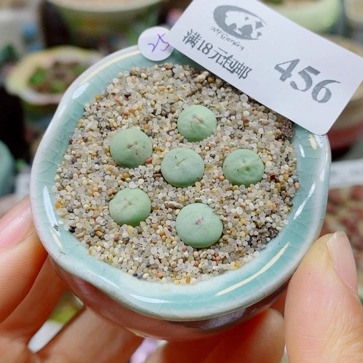 生石花花花花花花花456