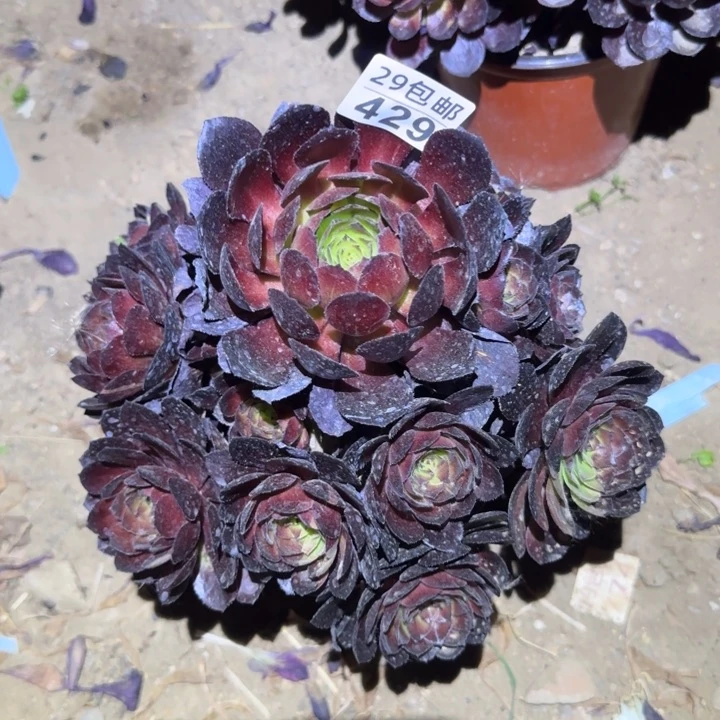 黑美人……多肉植物的