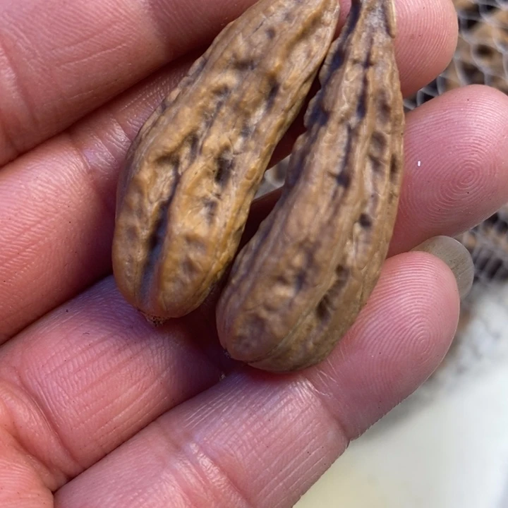 桃核吊坠东北特产1