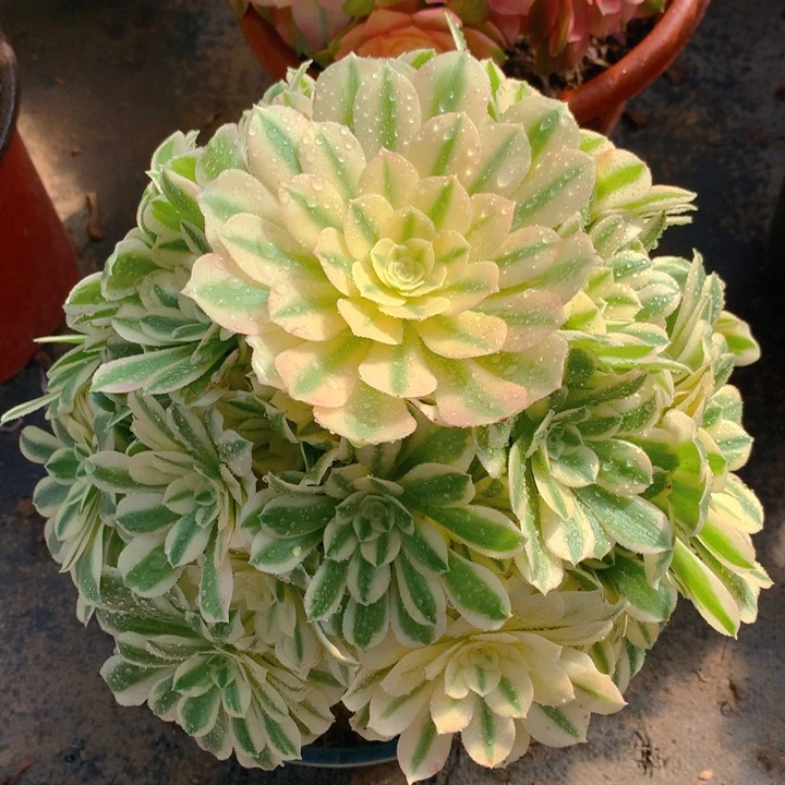 605迈巴赫精品法师多肉