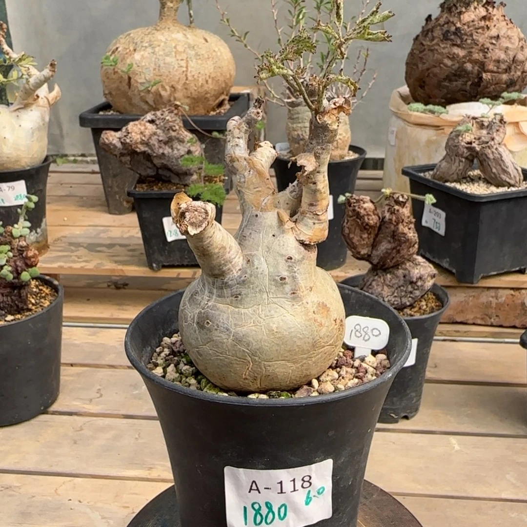 118索马里小叶葡萄块根植物