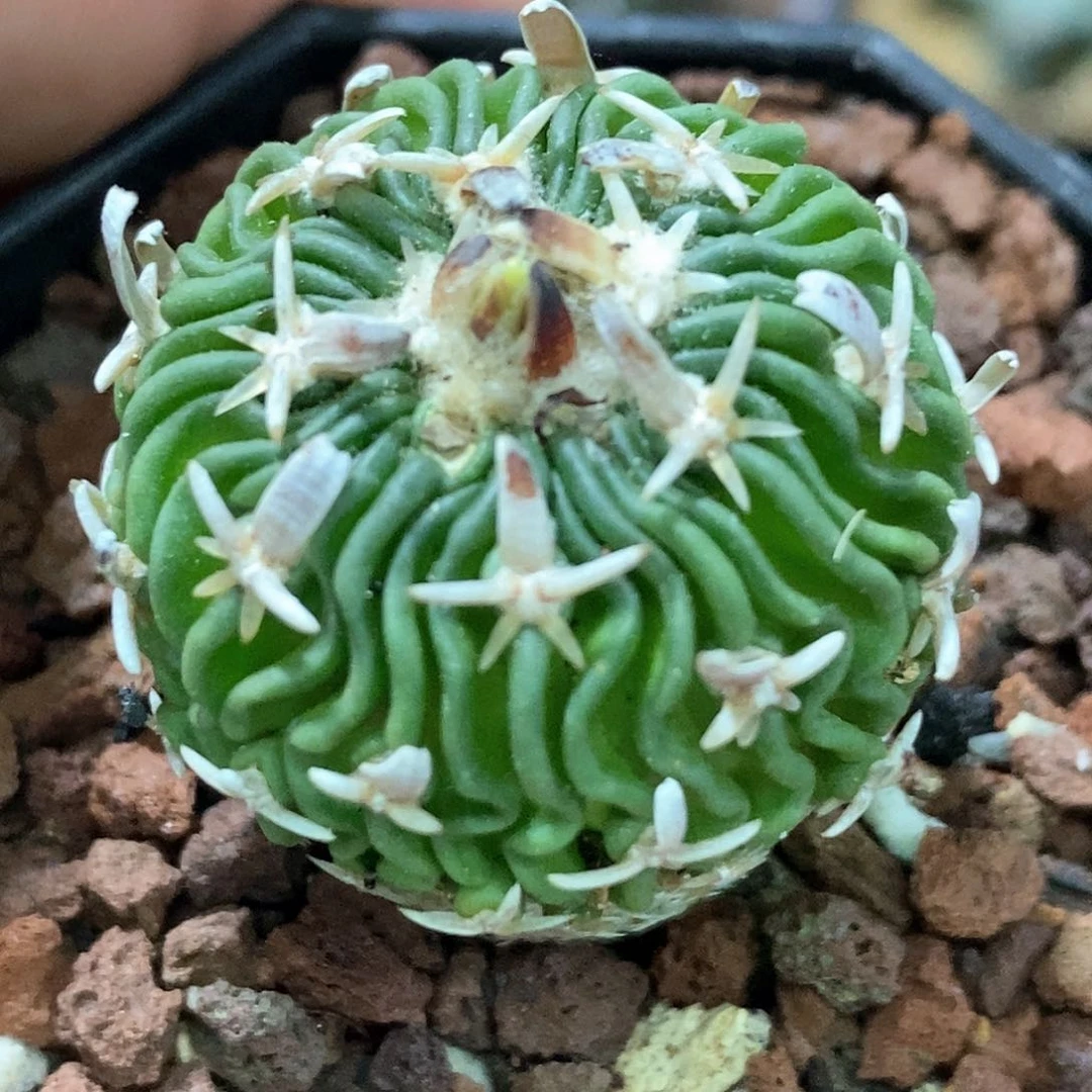 孤品实生特选株日系短豪粗刺太刀岚3.2cm