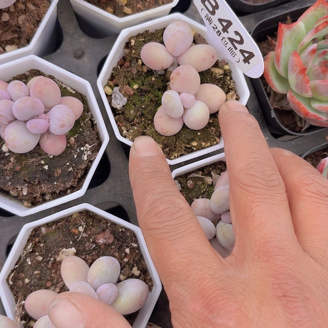 B424奶酪一物一拍